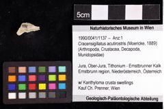 Foto (Objket + Etiketten) von Cracensigillatus acutirostris (Moericke, 1889) 